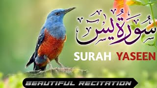 Recitation of Surah Yaseen||Yasin||with full Arabic text|Jawad Voice TV|