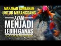 Ayam menjadi lebih ganas karena makanan ini