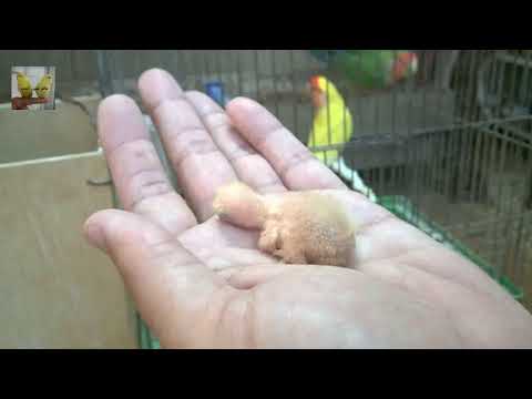 ناتج تزاوج ذكر روز اخضر مع انثى روز لاتينو بالشرح الوراثي جزء1