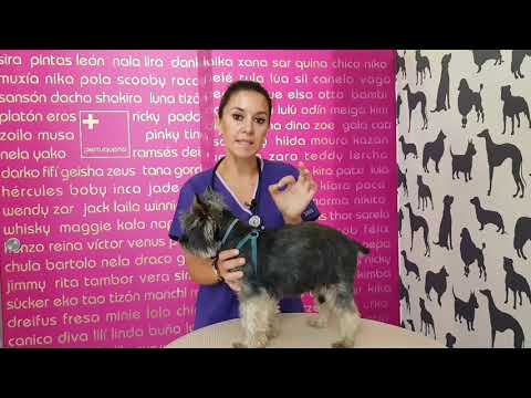 Video: ¿Necesito aislar a mi perro con la tiña?