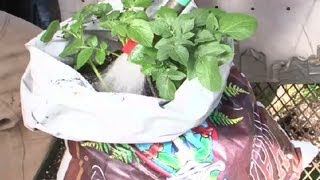 How to Irrigate Potatoes : Potato Planting