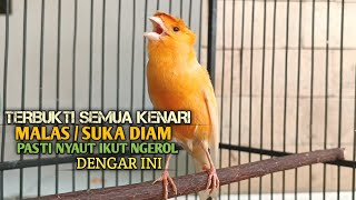 kenari gacor panjang Cuit Cuit EMOSI, Pancingan Kenari Paud Belajar Bunyi, terapi AMPUH Kenari MACET