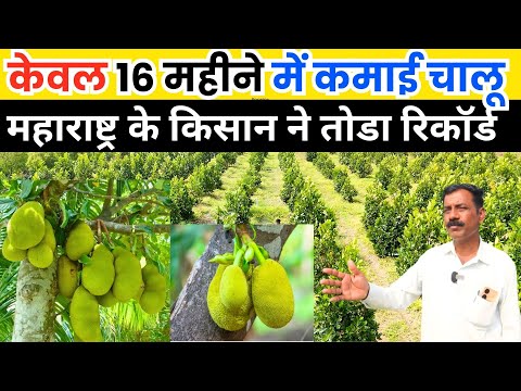 Jackfruit Tree Information In Hindi
