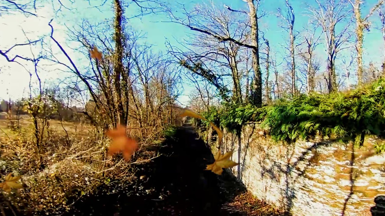 ASMR 4K video 360° (ambisonic version) - Walk into the Forest