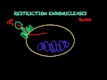 Restriction Endonucleases Quiz