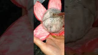 #dragon fruit #dragon video #ytshorts
