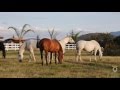 YEGUADA EL JAZMIN, CABALLOS DE PURA RAZA ESPAÑOLA EN MEXICO