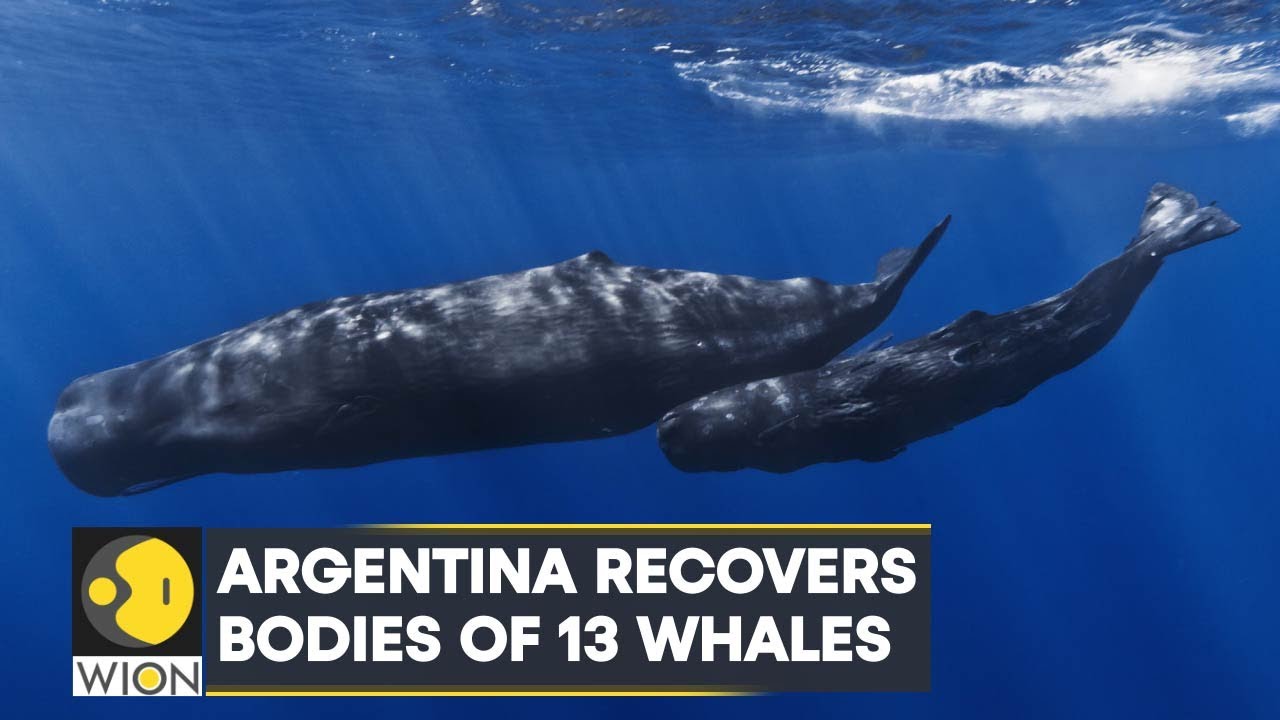 WION Climate Tracker | Argentina: Scientists conduct autopsies to assess cause of death of 13 whales