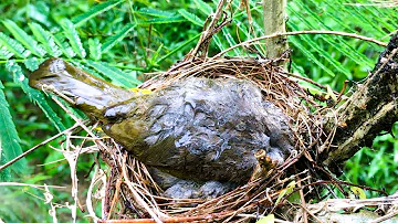 Brave Bird Shields Baby From Heavy Rain (6) – Dad Bulbul's Convenient Escape to Feed the Young! E216