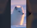 Arctic Fox Survival #Shorts