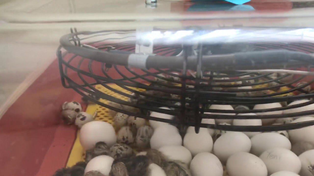 49 luk vgs kuluçka makinesi çıkım