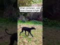 One against many hunting dogs but he is not afraid #hogsdog #feralhogs #hogshunting #huntingdog