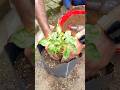 Growing chillies in to the garden polybag from vermicompost soil #plants #gardening #shorts