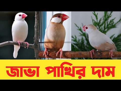 ভিডিও: জাভা মেমরি কত প্রকার?