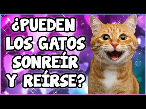 Video: ¿Los perros tienen sentimientos?