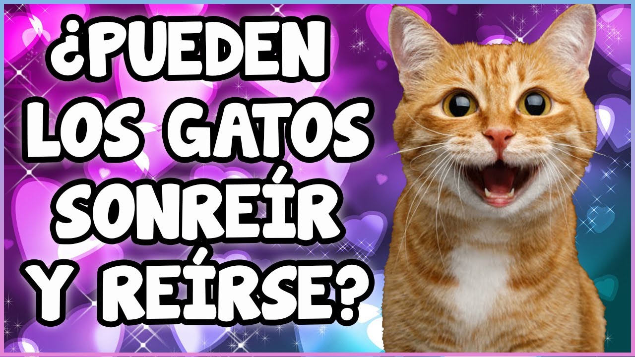 LA HISTORIA DEL GATO DE LA SUERTE MANEKI NEKO - SiamCatChannel 