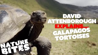 David Attenborough Explains: Galapagos Tortoises | Nature Bites