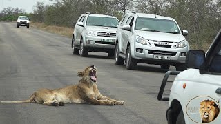 One Lone Lioness Causing Havoc On Road