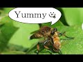 シオヤアブ VS 西洋ミツバチ　Honeybees VS Robber-fly