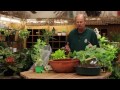 How to Grow Vegetables Indoors in a Pot Mp3 Song