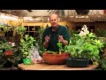 Indoor Sunroom Garden