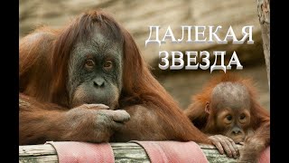 Dj Pokovnik - Далекая Звезда. Волшебные Гармонии Для Геометрии Души, Позитива И Равновесия. Edm.