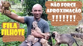 não force a aproximação com seu novo filhote