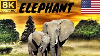 Elephant animal collection 8k TV HDR 60 FPS UlTRA HD