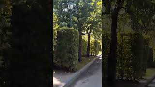 Харьков Сад Шевченко! Живой лабиринт! Как найти выход 💚 Kharkiv Shevchenko garden! Living maze!