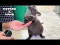 カワウソに人間のウォーターフロスを使ったらこうなった　Otter Can’t Get Enough of a Water Flosser
