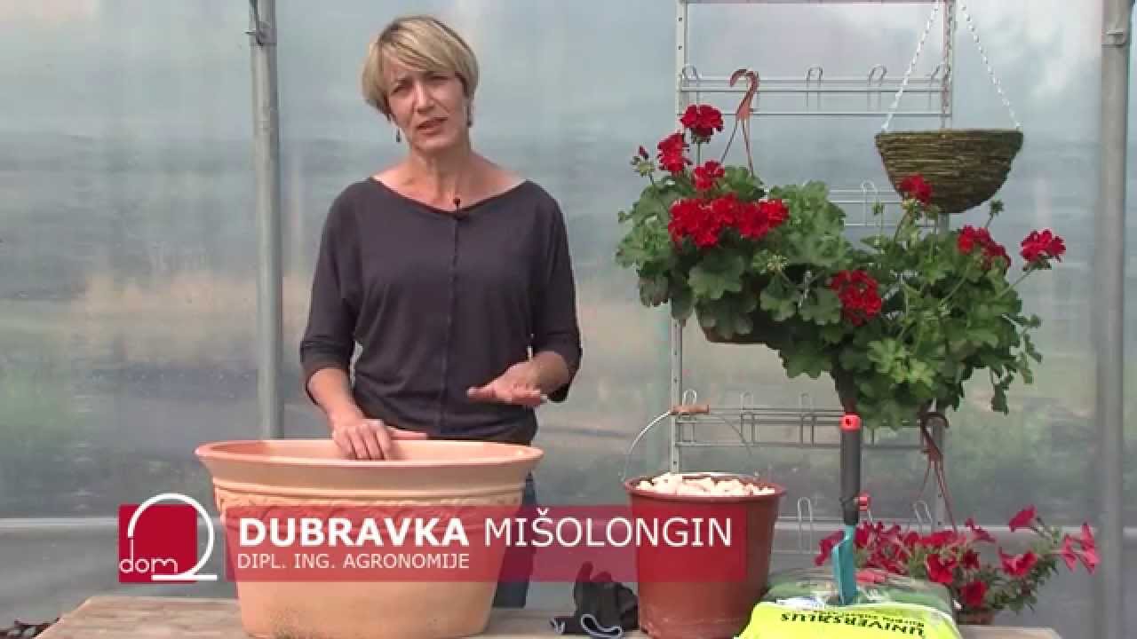 Rascvjetane vesele kombinacije cvijeća