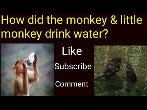 How did the monkey and little monkey drink water?| Do monkeys like ...