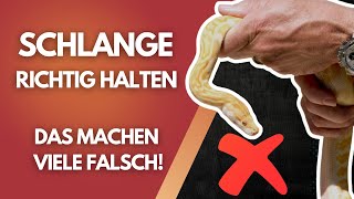 Schlangenhandling Leicht Gemacht Das Musst Du Wissen Anfängerfehler Vermeiden