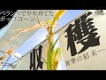 ベランダで作ったポップコーンを収穫しよう【衝撃の最終回】