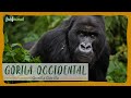 El primate ms grande del mundo el gorila