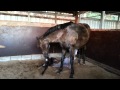 Jainee just after birth of sequalo filly