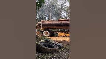 Whell loader loading logs with high skills#kayubalak#alatberat#loggingtruk