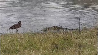 Nile monitor catches fish by pushing them into the small pool it creates with its tail. Djuma Wtrhl