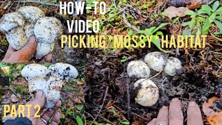 Pine(Matsutake) Mushroom Foraging| *MOSSY Habitat* PT.2