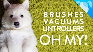 Top 8 Fluffiest Dogs That Shed The Most by Best Breed Ever 91,745 views 9 years ago 1 minute, 36 seconds