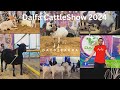 Dalfa cattle show 2024  day 02  goat farming