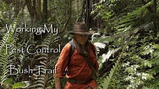 WORKING MY PEST CONTROL TRAIL. DESTRUCTIVE POSSUM & RODENTS/ NEW ZEALAND BUSH