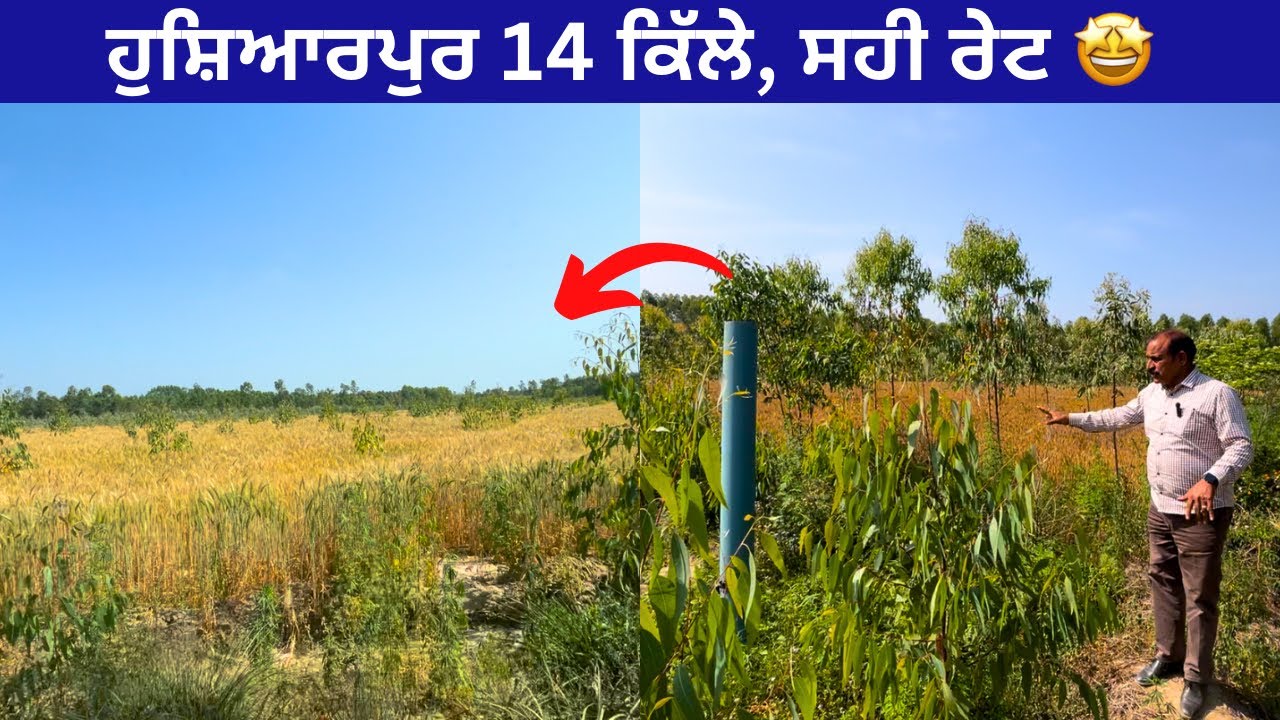 ਹੁਸ਼ਿਆਰਪੁਰ 🤩14 ਕਿੱਲੇ ਦਾ ਟੱਕ ਵਿਕਾਉ । 14 acre land for sale near hoshiarpur Video no: 106