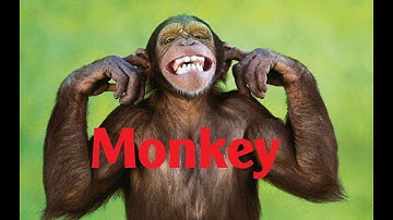 Các con vật cho bé học tiếng Việt | Tiếng kêu và hình ảnh con khỉ | Giáo dục trẻ em ECE