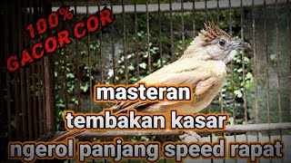 MASTERAN SUARA KAPAS TEMBAK GACOR ngerol panjang speed rapat