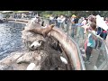 Seal and Sea Lion Feeding at Pacific Point Preserve - SeaWorld Orlando Florida 2021