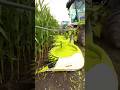 Petani Jerman Memanen jagung #shorts