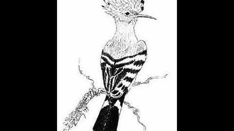 تلاوة جزء من سورة النمل بصوت طفله .wmv