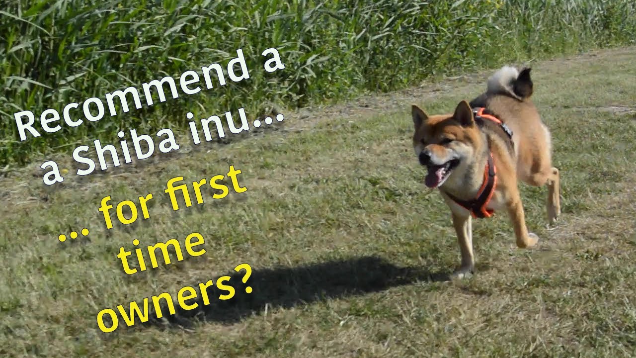 shiba inu first time owner