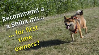 As a first time owner, would you recommend a shiba inu?